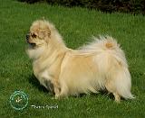 Tibetan Spaniel 9T070D-058